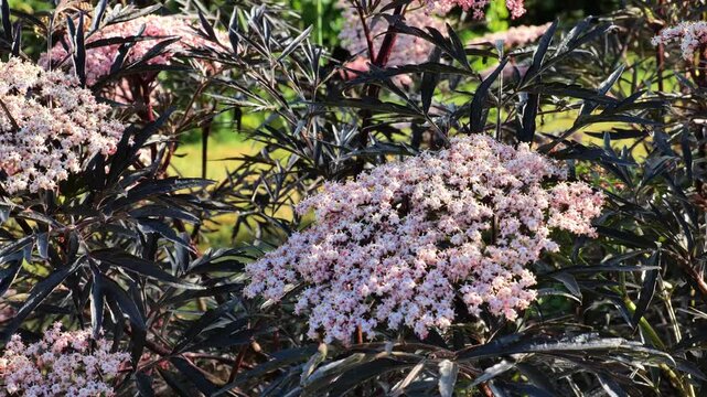 delicate blossoms on Sambucus nigra Black Lace.botanical education,floral textures
