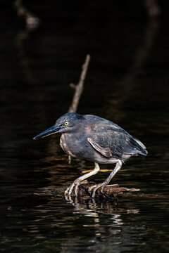 Lava Heron (Butorides sundevalli) standing in shallow water within a mangrove lagoon in the Galapagos Islands, Ecuador. This endemic heron is a skilled hunter that feeds on small fish, crabs, and mari