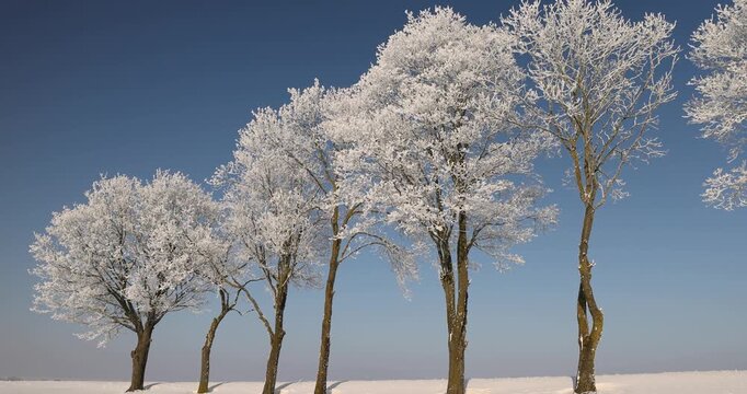 Frost-covered trees under the sky, tree branches wrapped in fluffy winter snow against the bright blue sky on a frosty day