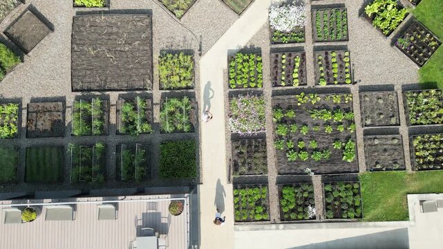Aerial view of a rooftop garden with square planting beds. Green plants grow in the beds, varying in texture and color. Person walks between the plots on a concrete path