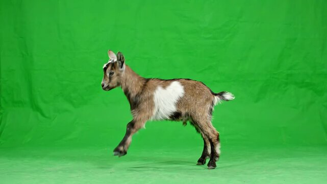 Adorable baby goat jumping and playing against a bright chroma key green screen background for easy video compositing and editing