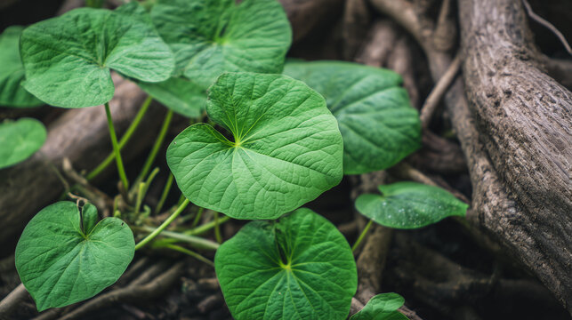 Close shot of a kava plant bearing heart-shaped foliage and textured roots.