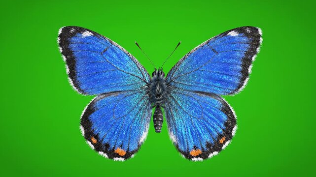 Animated blue butterfly flapping wings in a seamless loop against a vibrant green screen background for chroma key compositing