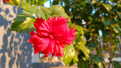 Red hibiscus flowers growing and blooming in the garden. © Aprilianti