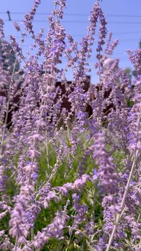 Lavender flowers in foreground with cars passing in background