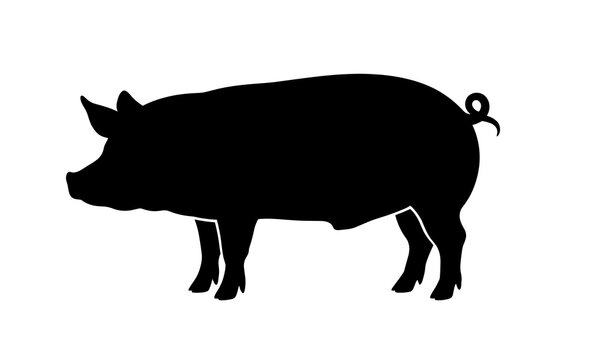 pig silhouette vector illustration white background