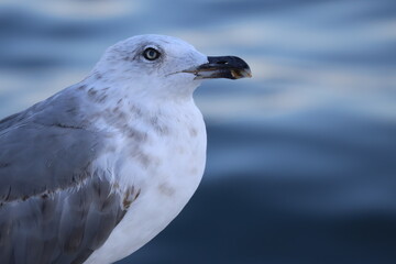 Close up profile portrait of a seagull against blurred water © Stepan