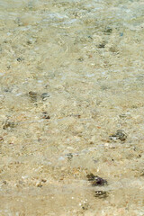 Crystal Clear Tropical Shallow Water Over Sandy Coral Seabed Creating Natural Ocean Texture © Arthur
