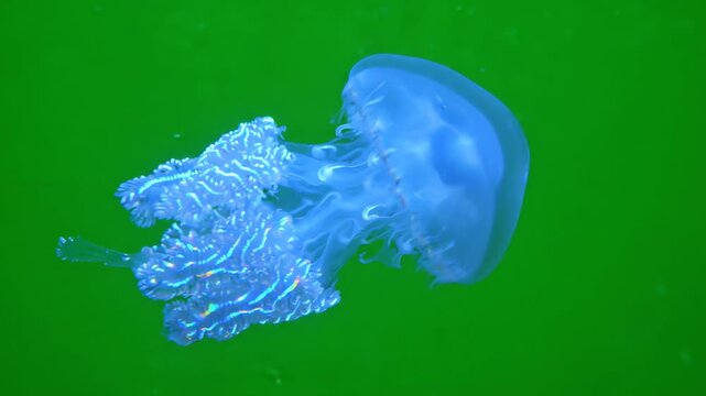 Elegant blue bioluminescent jellyfish swimming gracefully against a bright green screen background for compositing