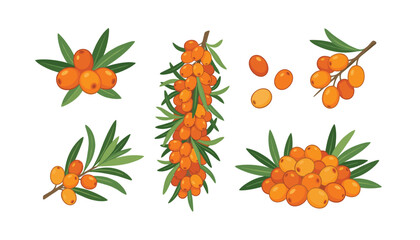 Sea buckthorn berry vector set featuring orange berries green leaves branches and bunches isolated on white background © Ruma