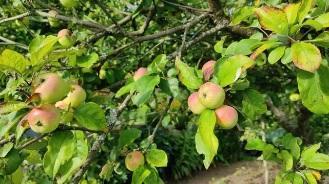 Apples on branches in the garden
