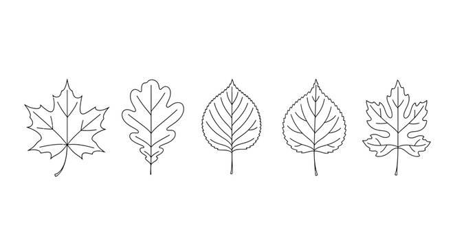 A collection of five distinct hand drawn botanical leaf illustrations in a clean line art style.