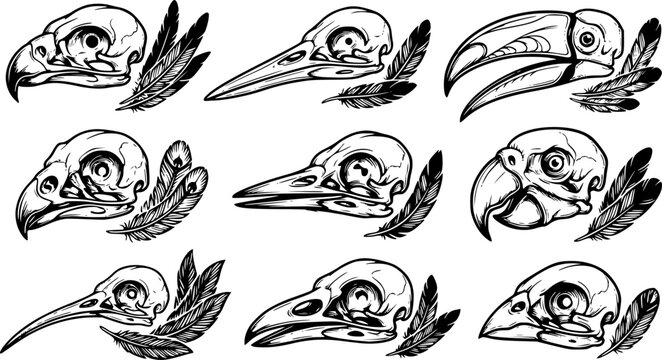 Black and White Bird Skull Illustration Set with Varied Beak Shapes and Feather Details
