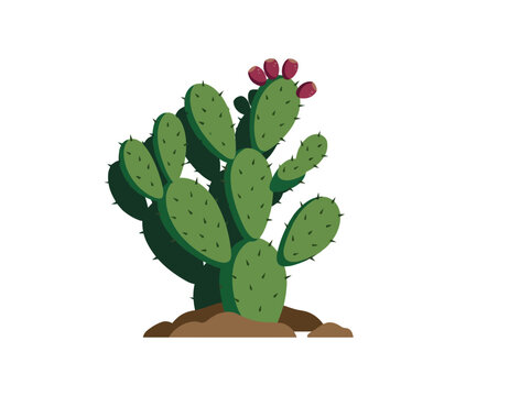 Green prickly pear cactus with red fruit nopal vector