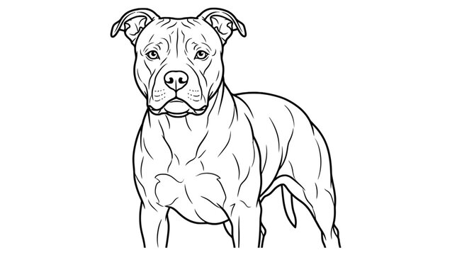 Pitbull vector line art of a muscular dog in a standing pose