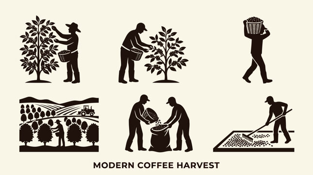Vector silhouette illustration set of modern coffee harvest activities, featuring cherry picking, sack filling, carrying, patio rake drying, and farm landscape.