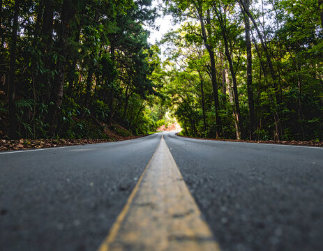 Asphalt road winding through a dense green forest, low angle perspective focusing on a yellow center line, sunlight filtering through tall trees, travel.