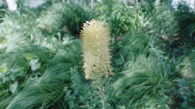 Eremurus flower. Flowering nature closeup. Macro of flowering plant. Eremurus exotic flower. Natural flower plant. Flora nature. Bright blooming desert candles flower in nature. Foxtail lilies