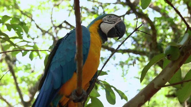 blue and gold macaw