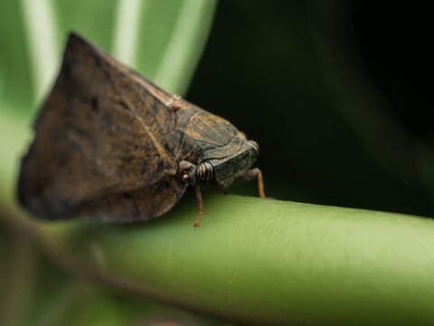 Detailed macro photograph of a camouflaged planthopper perched on a green stem in natural light. Close-up insect wildlife image with shallow depth of field and copy space.