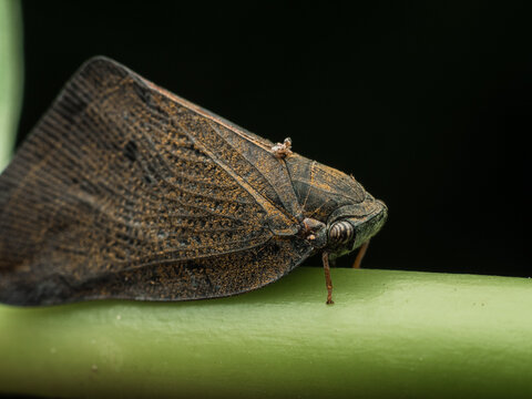 Detailed macro photograph of a camouflaged planthopper perched on a green stem in natural light. Close-up insect wildlife image with shallow depth of field and copy space.