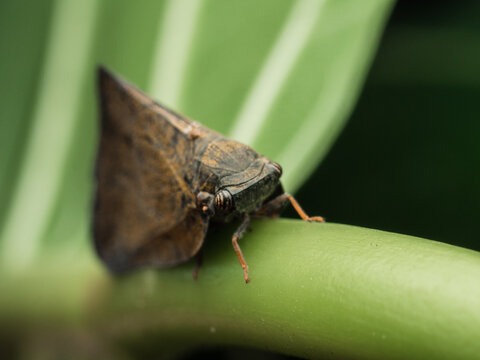Detailed macro photograph of a camouflaged planthopper perched on a green stem in natural light. Close-up insect wildlife image with shallow depth of field and copy space.