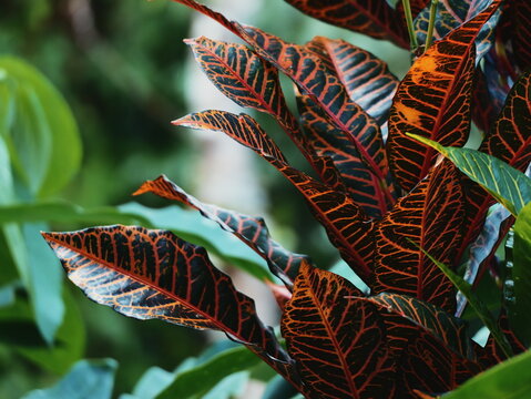Vibrant colorful croton plant leaves with striking red and yellow patterns close up nature botanical background