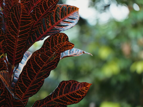 Close up of vibrant red and black croton leaves with intricate vein patterns in a tropical garden setting