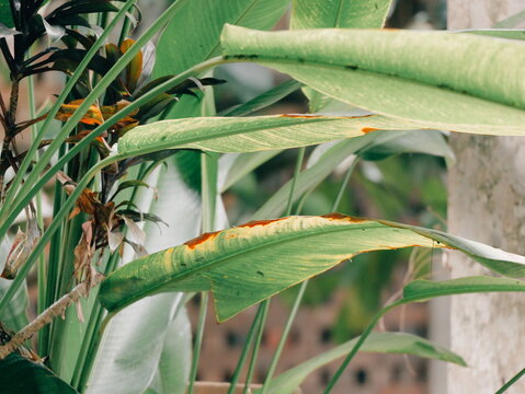 Unhealthy tropical plant leaves with yellowing and brown spots showing disease and damage in a garden