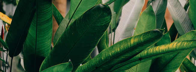 Obraz premium Vibrant tropical green leaves foliage background pattern for nature and botanical design projects