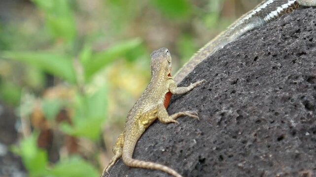 Galapagos lava lizard with red underbelly resting on lava rock then looks to side