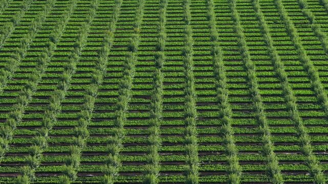High angle aerial view of a neatly organized young orchard with parallel rows of green trees in a symmetrical agricultural field