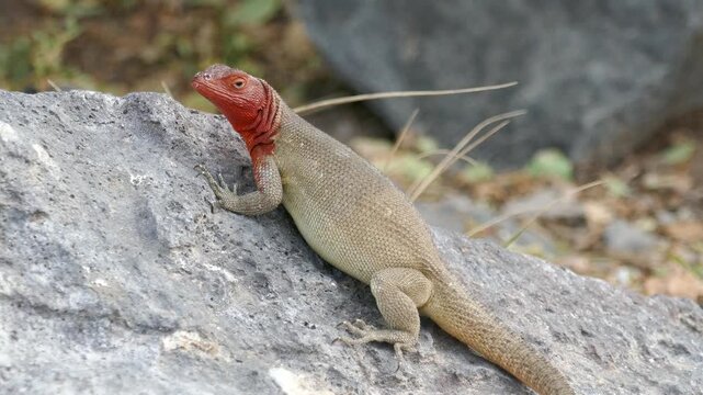 Female Galapagos lava lizard on rock looking around then scratching with rear foot
