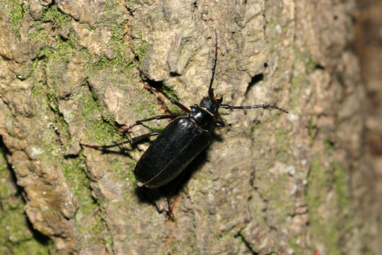大木を登る黒褐色の大型ノコギリカミキリ虫（日本アウトドアフィールド昆虫生態マクロ撮影）