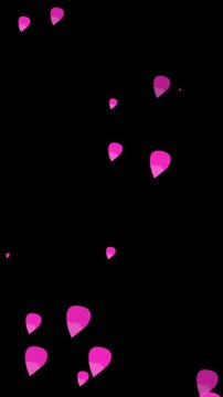 Abstract falling pink sakura flower petals animation isolated on black background for romantic spring season greeting video motion graphics overlays cinematic visual effects.