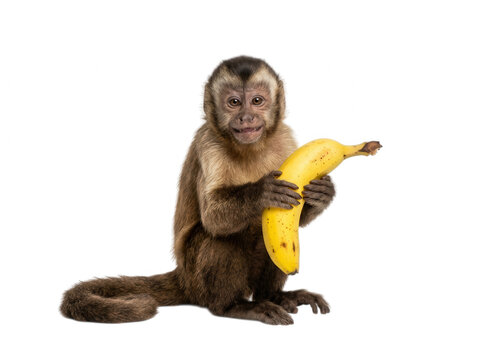 A cute capuchin monkey sitting and holding a ripe yellow banana isolated against a solid black studio background, white background isolated on a transparent background
