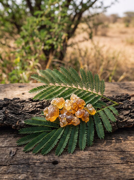 Raw acacia gum resin on tree bark. Natural organic gum arabic harvested from acacia trees.