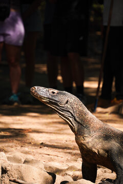 Close up side profile of a Komodo dragon raised head in Komodo National Park