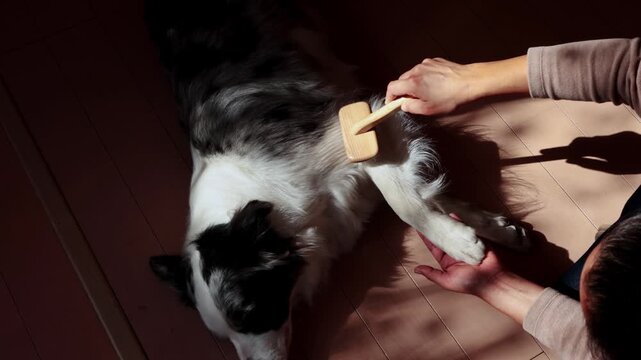 Pet owner brushing a border collie dog at home with a wooden comb
