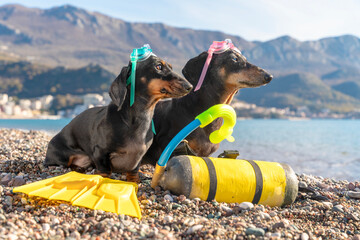 Two black and tan dachshund dogs in colorful snorkel masks posing on a sunny pebble beach with flippers and diving tank, awaiting exciting snorkeling on summer holiday by the sea. © Masarik