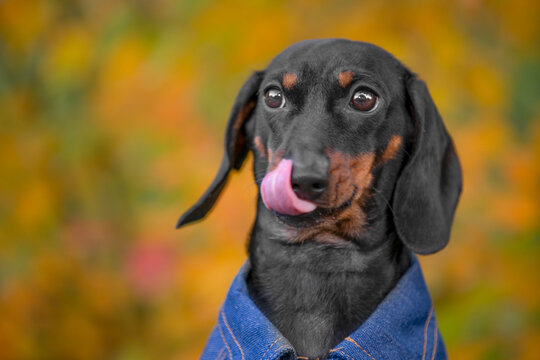Front portrait of a black and tan dachshund dog in a denim jacket cheerfully licking lips against a blurred autumn forest background, funny hungry puppy expression.