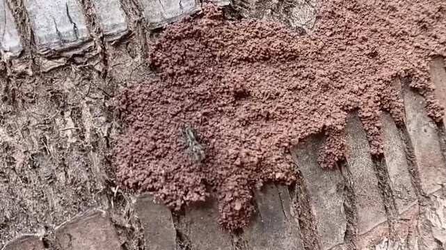 Predatory Ant Leptogenys Processionalis Attempting To Hunt Termites From Tree Trunk Nest Macro Footage