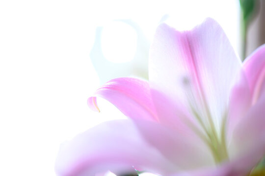 ピンクの百合の花が右半分に大きく写っている。左は白背景