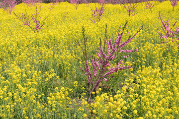 Obraz premium 満開の菜の花と桜