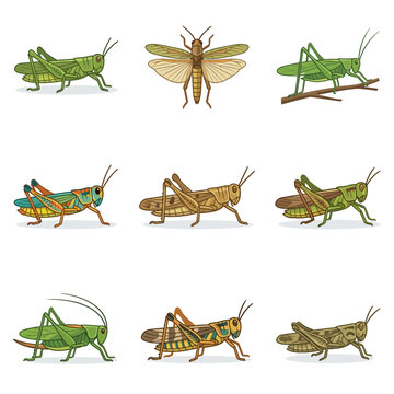 Vector set of nine grasshopper and locust illustrations featuring various species, colors, and side profile poses, including green, brown, and multicolored insects isolated on white background.