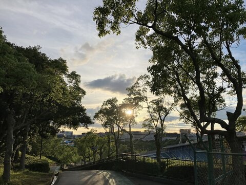 夕方の公園で木々の間から低い太陽が差し込む散策路と都市景観