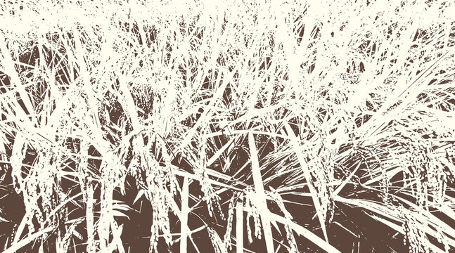 17-30. Rice ripened paddy texture vector image - illustration.