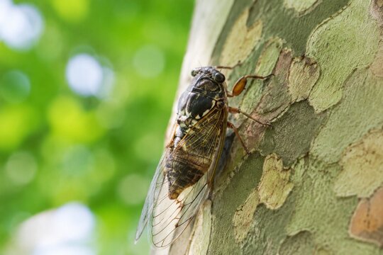 A cicada resting on the bark of a plane tree on a summer day.
