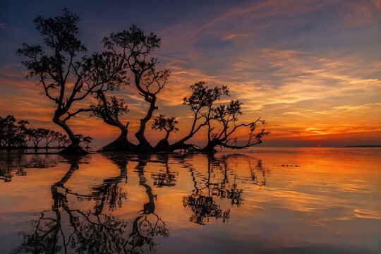 Silhouette of Dancing Mangrove Trees in Calm Sea at Sunset, Sumba Island Indonesia