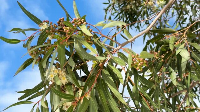 Flowering Eucalyptus Branch with Yellow Blossoms and Gumnuts
